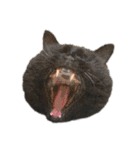 ボーダーコリーのヨークと3匹の猫たち（個別スタンプ：2）