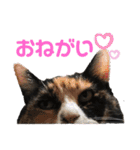 ボーダーコリーのヨークと3匹の猫たち（個別スタンプ：4）