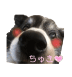 ボーダーコリーのヨークと3匹の猫たち（個別スタンプ：5）