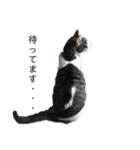 ボーダーコリーのヨークと3匹の猫たち（個別スタンプ：7）
