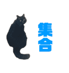 ボーダーコリーのヨークと3匹の猫たち（個別スタンプ：10）