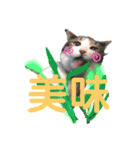 ボーダーコリーのヨークと3匹の猫たち（個別スタンプ：12）