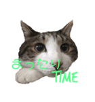 ボーダーコリーのヨークと3匹の猫たち（個別スタンプ：14）