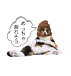 ボーダーコリーのヨークと3匹の猫たち（個別スタンプ：15）