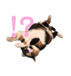 ボーダーコリーのヨークと3匹の猫たち（個別スタンプ：17）