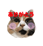 ボーダーコリーのヨークと3匹の猫たち（個別スタンプ：19）