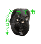 ボーダーコリーのヨークと3匹の猫たち（個別スタンプ：20）
