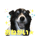 ボーダーコリーのヨークと3匹の猫たち（個別スタンプ：21）