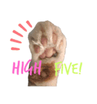 ボーダーコリーのヨークと3匹の猫たち（個別スタンプ：23）