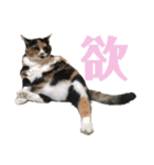 ボーダーコリーのヨークと3匹の猫たち（個別スタンプ：24）