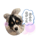ころんぴの日常 2（個別スタンプ：1）