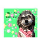 今日の❤️ワンコ8〜励まし（個別スタンプ：8）