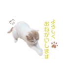 ツンデレこむぎちゃん（個別スタンプ：3）