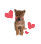 りくまろ❤️（個別スタンプ：10）
