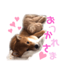 りくまろ❤️（個別スタンプ：15）