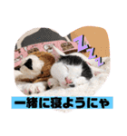 マロコロチョロpart4（個別スタンプ：4）