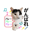 マロコロチョロpart4（個別スタンプ：12）