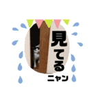 マロコロチョロpart4（個別スタンプ：13）