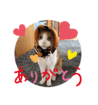 マロコロチョロpart4（個別スタンプ：28）