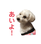 チワプー犬の挨拶（個別スタンプ：1）