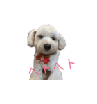チワプー犬の挨拶（個別スタンプ：3）