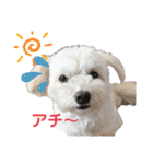 チワプー犬の挨拶（個別スタンプ：5）