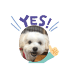 チワプー犬の挨拶（個別スタンプ：11）