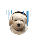 チワプー犬の挨拶（個別スタンプ：17）