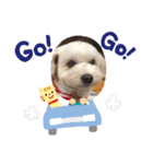 チワプー犬の挨拶（個別スタンプ：23）