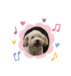 チワプー犬の挨拶（個別スタンプ：29）