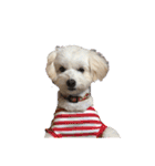 チワプー犬の挨拶（個別スタンプ：31）
