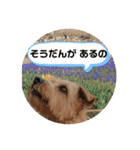テンたんのおしゃべり丸スタンプ（個別スタンプ：2）