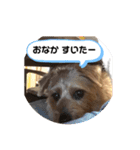 テンたんのおしゃべり丸スタンプ（個別スタンプ：4）