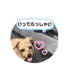 テンたんのおしゃべり丸スタンプ（個別スタンプ：5）