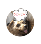 テンたんのおしゃべり丸スタンプ（個別スタンプ：6）