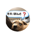 テンたんのおしゃべり丸スタンプ（個別スタンプ：7）