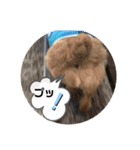 テンたんのおしゃべり丸スタンプ（個別スタンプ：9）