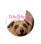 テンたんのおしゃべり丸スタンプ（個別スタンプ：10）