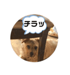 テンたんのおしゃべり丸スタンプ（個別スタンプ：11）