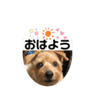 テンたんのおしゃべり丸スタンプ（個別スタンプ：12）