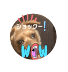 テンたんのおしゃべり丸スタンプ（個別スタンプ：15）
