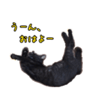 黒猫のヒナタ1（個別スタンプ：1）