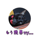 黒猫のヒナタ1（個別スタンプ：7）