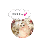 トイプードル♡ふぅちゃん（個別スタンプ：1）