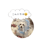 トイプードル♡ふぅちゃん（個別スタンプ：2）