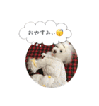 トイプードル♡ふぅちゃん（個別スタンプ：10）