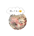 トイプードル♡ふぅちゃん（個別スタンプ：30）