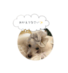 トイプードル♡ふぅちゃん（個別スタンプ：33）