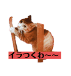 ロジカルに詰めてくる戦略猫 ニャース第2弾（個別スタンプ：1）
