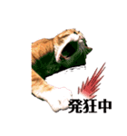 ロジカルに詰めてくる戦略猫 ニャース第2弾（個別スタンプ：2）